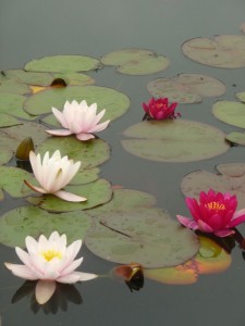 lotus-white & pink-bodnant