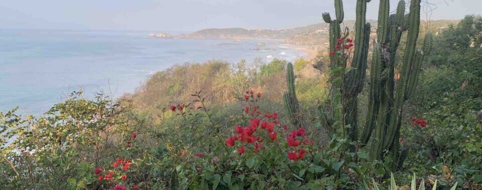 cactus & ocena view lr